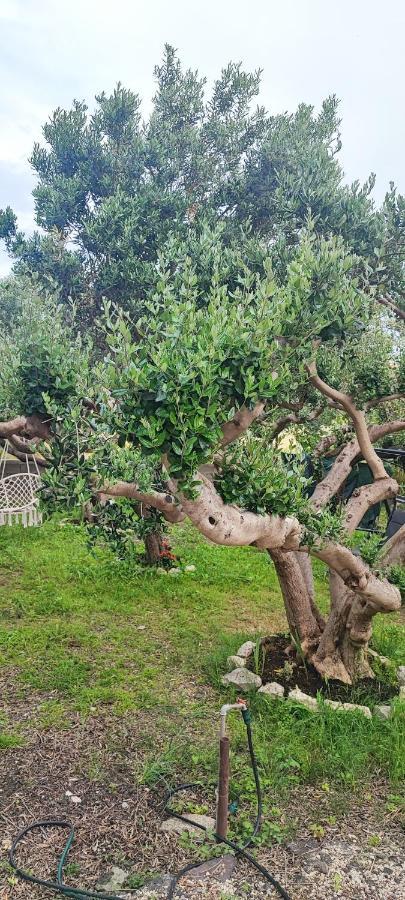 Apartman Duce Milka Βίλα Εξωτερικό φωτογραφία